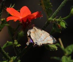 Hemiolaus caeculus