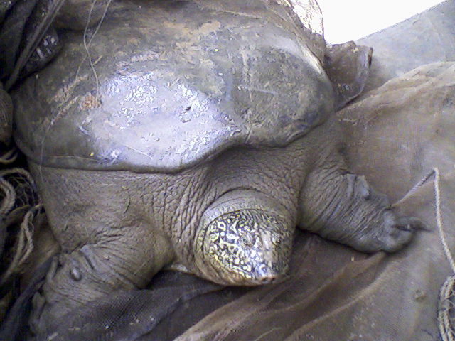 Red River Giant Softshell Turtle