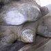 Yangtze Giant Softshell Turtle - Photo (c) Phuongcacanh, some rights reserved (CC BY-SA)