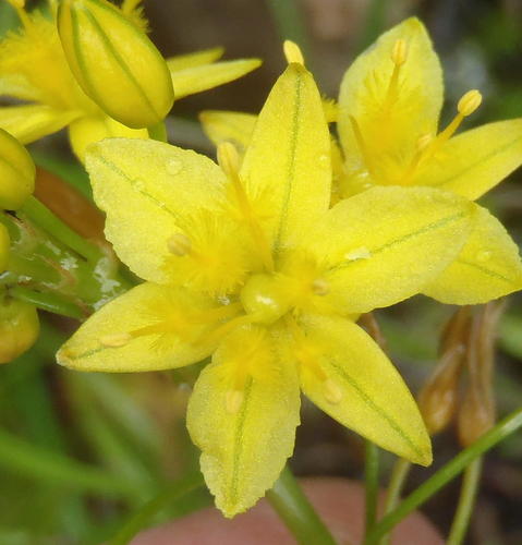 Bulbine audreyae