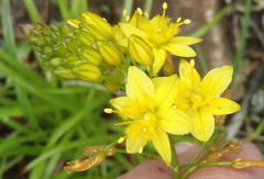 Bulbine audreyae