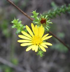 Cullumia setosa setosa