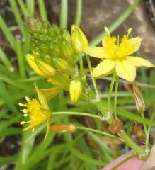 Bulbine audreyae