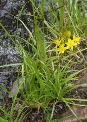 Bulbine audreyae