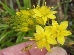 Bulbine audreyae