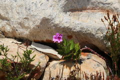 Pelargonium cucullatum strigifolium