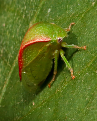 Spissistilus festinus