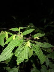 Pseudophasma esmeraldas