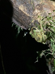 Pristimantis katoptroides