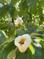 Franklinia