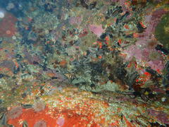 Pentacta doliolum