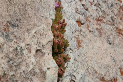 Drosanthemum stokoei