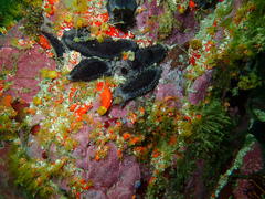 Pentacta doliolum