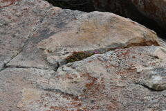 Drosanthemum stokoei
