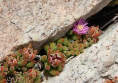 Drosanthemum stokoei