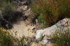 Pronolagus saundersiae