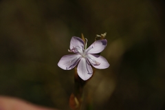 Dianthus ciliatus