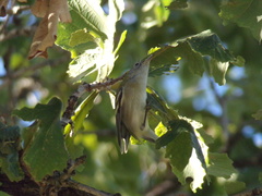 Setophaga pensylvanica