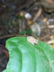 Pristimantis diadematus