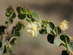 Acacia cremiflora