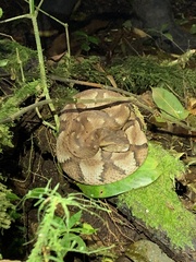 Bothrocophias microphthalmus