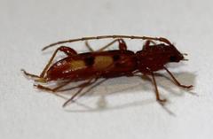 Transvaalobrium sudrei