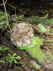 Bothrocophias microphthalmus