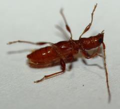 Transvaalobrium sudrei