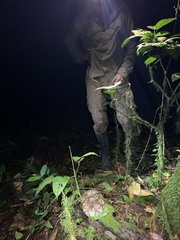 Bothrocophias microphthalmus