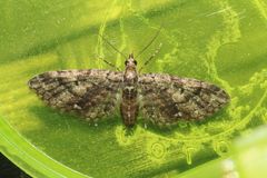 Eupithecia columbiata