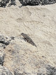 Microlophus barringtonensis