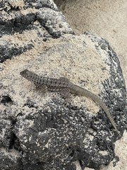 Microlophus barringtonensis