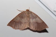 Metarranthis angularia