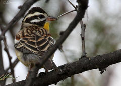 Emberiza flaviventris flaviventris