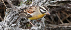 Emberiza flaviventris flaviventris