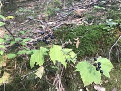 Viburnum acerifolium