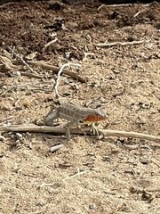 Microlophus barringtonensis