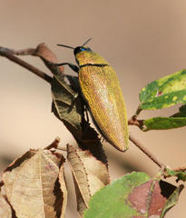 Steraspis