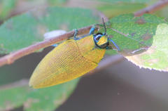 Steraspis
