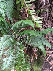 Parapolystichum acuminatum