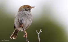 Cisticola fulvicapilla fulvicapilla