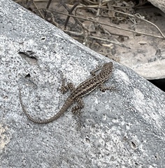 Microlophus barringtonensis