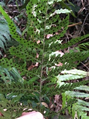 Parapolystichum acuminatum