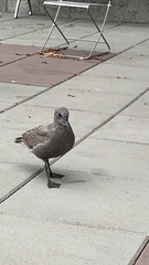 Larus glaucescens × occidentalis
