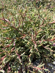 Sesuvium edmonstonei