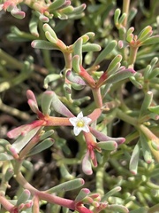 Sesuvium edmonstonei