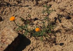 Oncosiphon grandiflorus