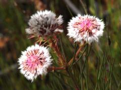 Serruria phylicoides