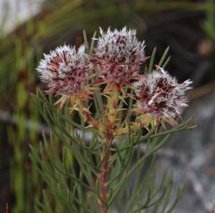 Serruria phylicoides
