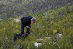 Serruria phylicoides